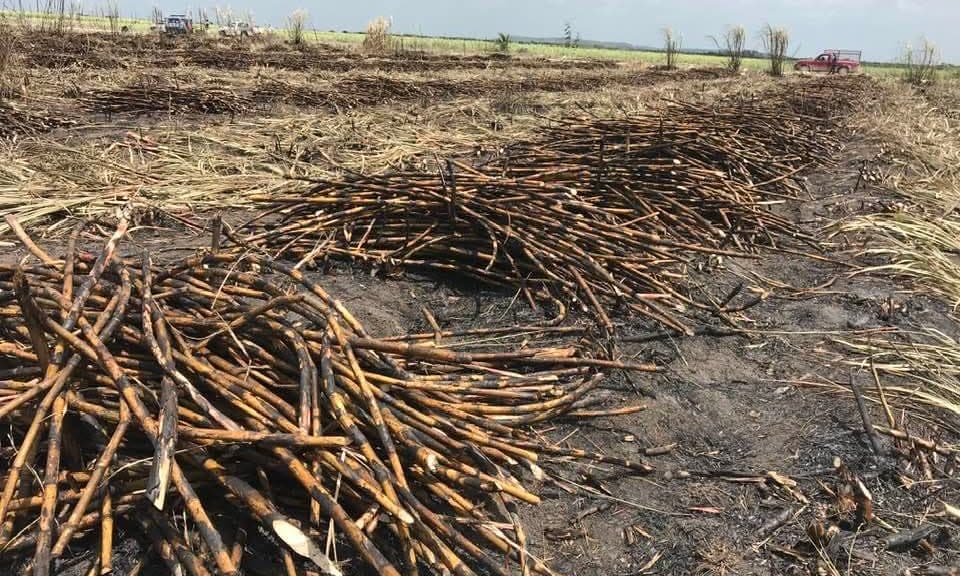 Campo de caña de azúcar cosechada con tallos apilados en el suelo y maquinaria agrícola al fondo.