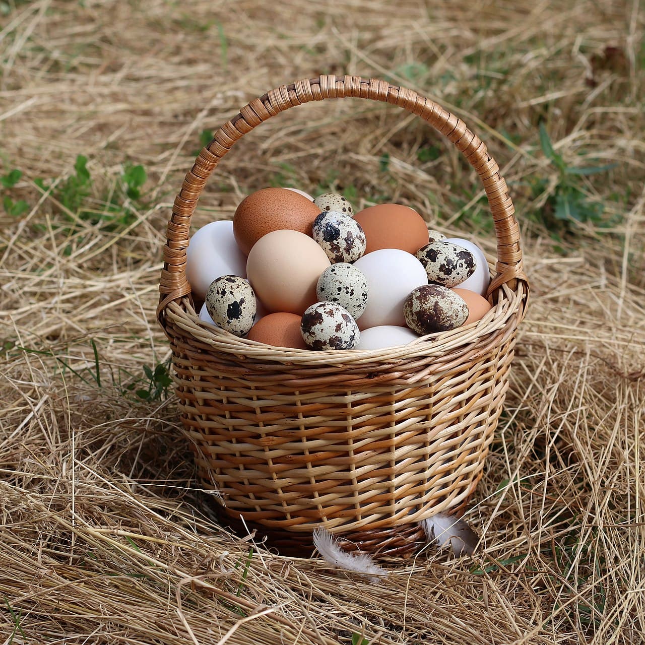 Canasta de mimbre con huevos de gallina de diferentes colores y huevos de codorniz sobre paja.