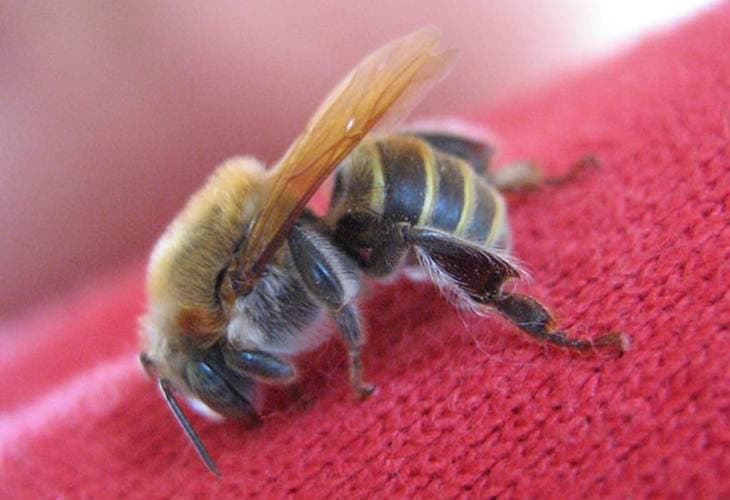 Crean la Red de Amigos de las Abejas