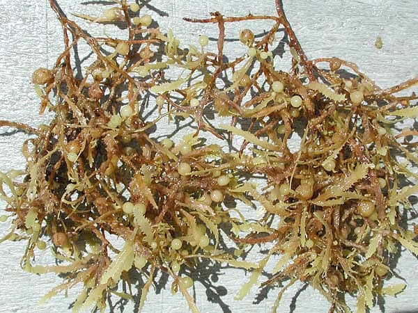 Acumulación de sargazo sargassum sobre superficie blanca, mostrando algas marinas secas y ramificaciones características.