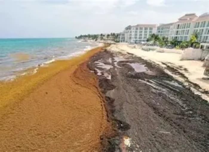 Playa con acumulación de sargazo marrón en la orilla frente a edificios de hotel en Playa del Carmen.