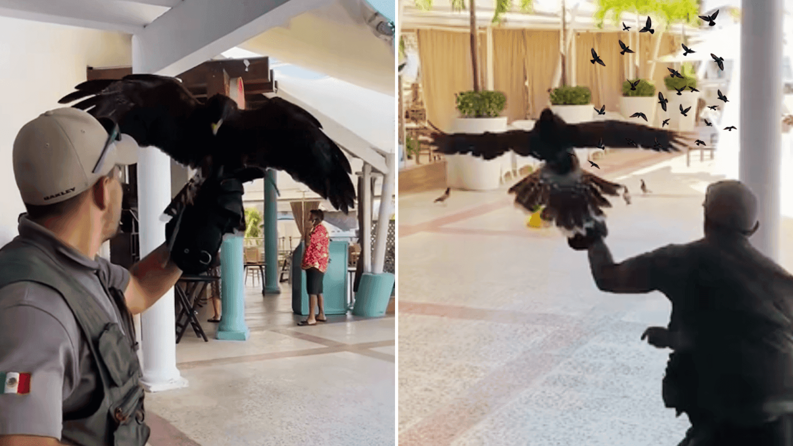 Operario con halcón en vuelo dentro de un hotel, demostrando el control de fauna mediante aves rapaces.