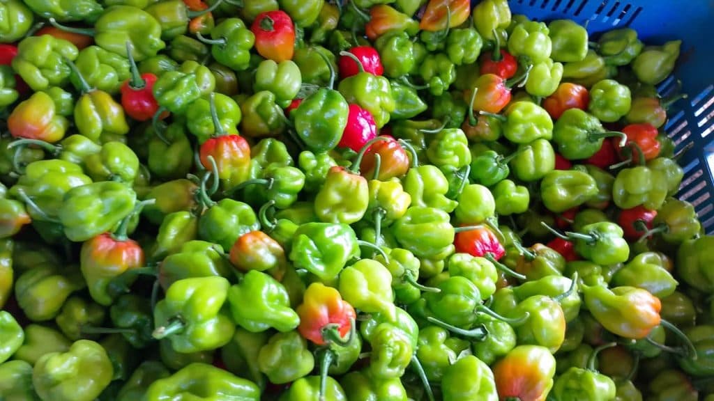Cesta azul llena de chiles habaneros en diferentes estados de maduración, desde verde hasta rojo intenso, con tallos verdes visibles.