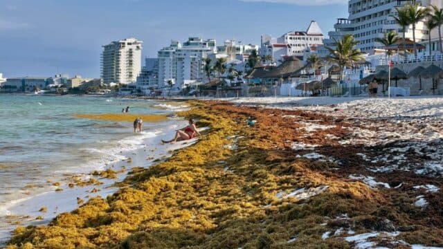 Playa de Quintana Roo cubierta de sargazo marrón y amarillo en la orilla, con edificios hoteleros de fondo y bañistas en el agua.