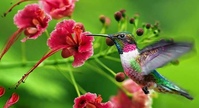 Conoce la leyenda maya del colibrí