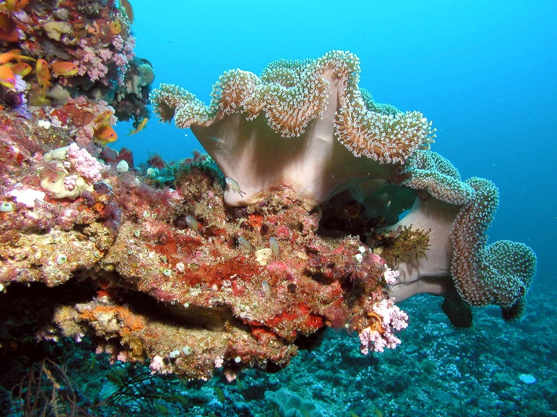 El coral, una animal increíble