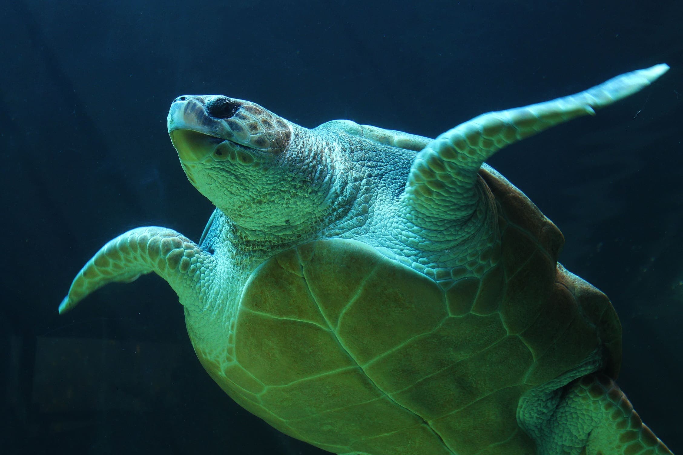 Cuidemos a las tortugas marinas